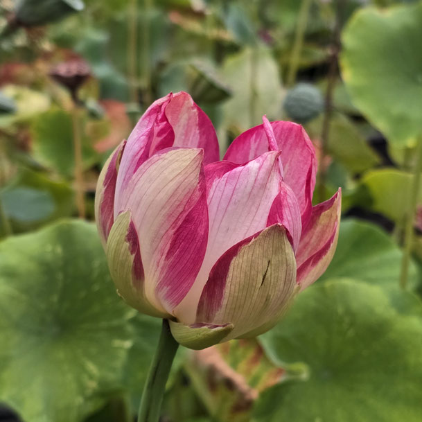 Nelumbo Joker 小丑