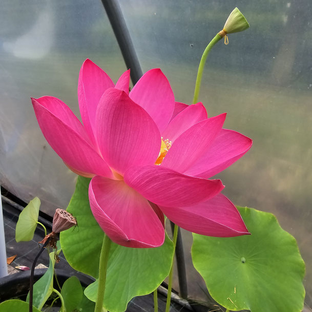 Nelumbo Betsy