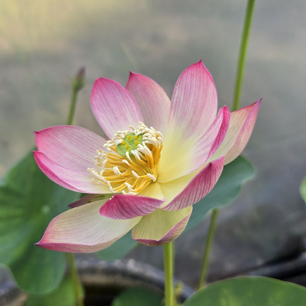 Nelumbo Blushing Fairy 粉妆仙子