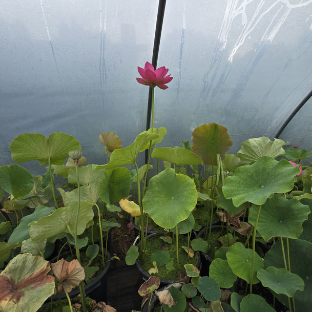 Nelumbo Alisa's Rising S-2014-J-1