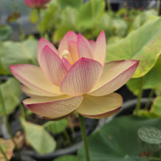 Nelumbo Piano Booklet