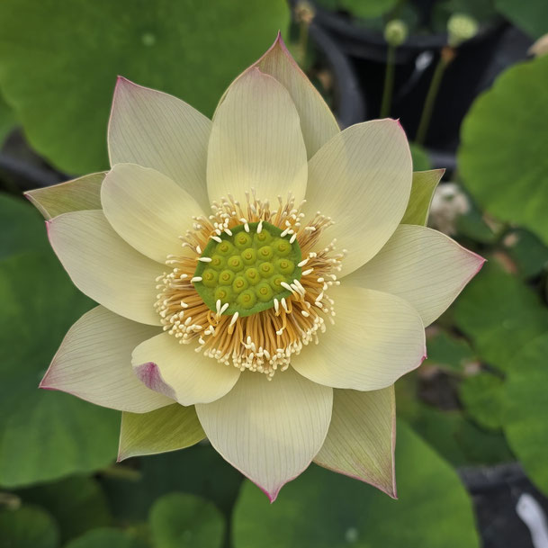 Nelumbo Flower on the Silk Road 丝路花语