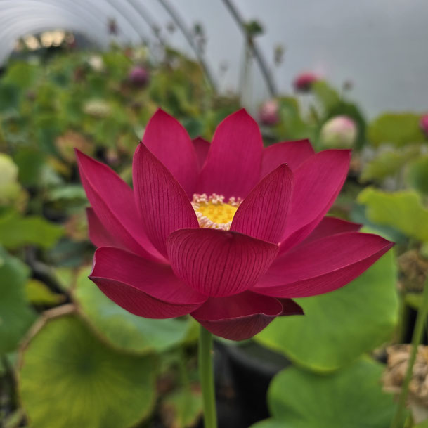 Nelumbo Little General 小将