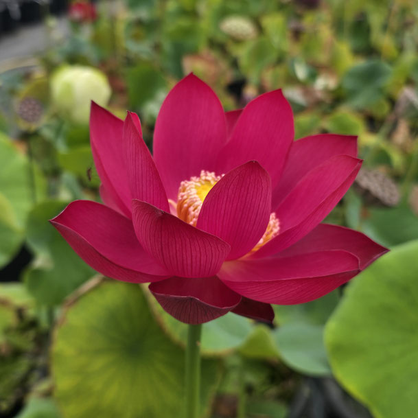 Nelumbo Little General 小将