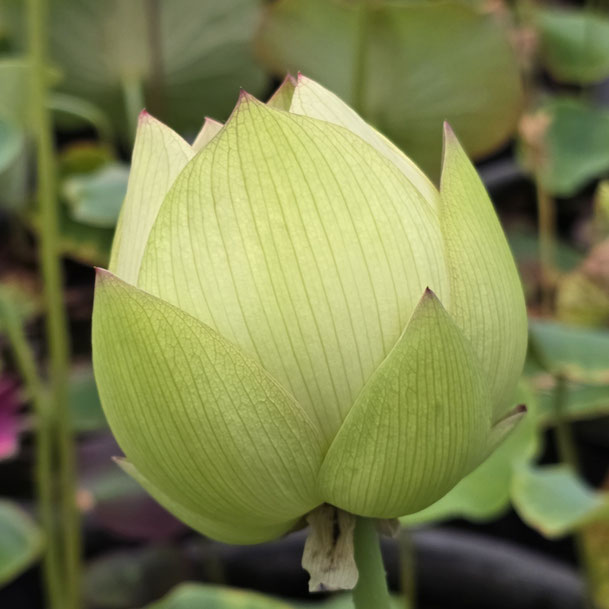Nelumbo Nanzhao Old City  南诏故城