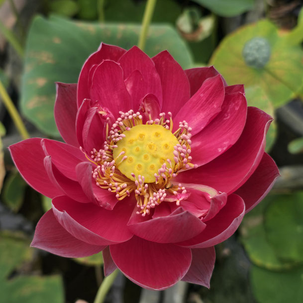 Lotosblume Nelumbo Happy Lover 幸福恋人