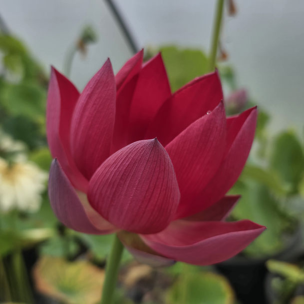 Nelumbo Qinhuai Fishing  秦淮渔火