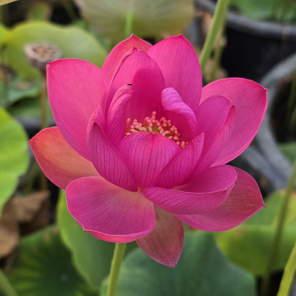 Nelumbo Red Light 18  红日18