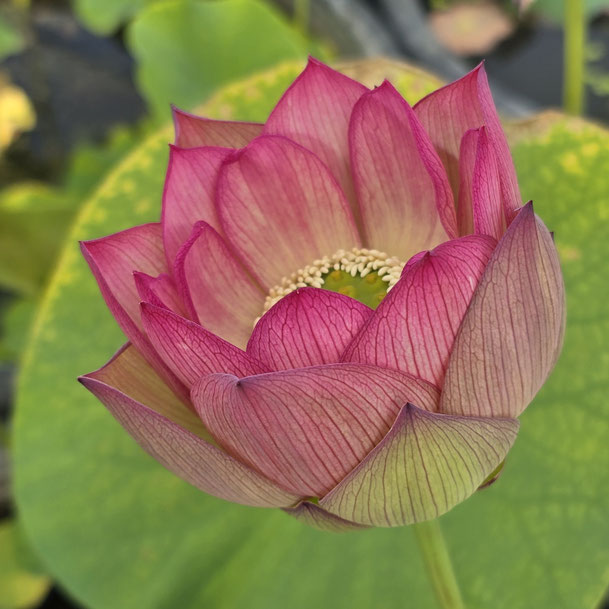 Nelumbo Monet Painting 莫奈画碟
