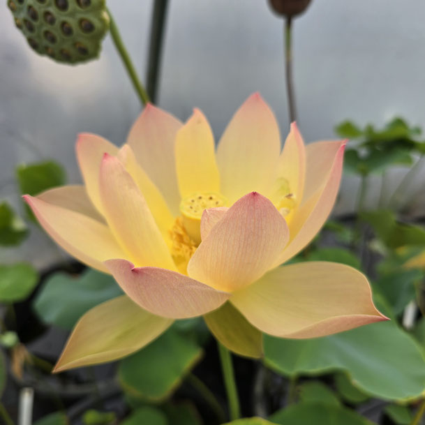 Nelumbo Golden Sunset