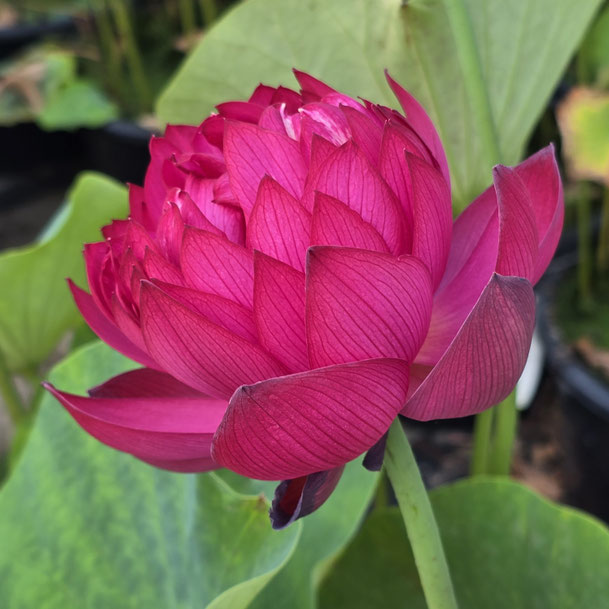 Nelumbo Red Tree Peony