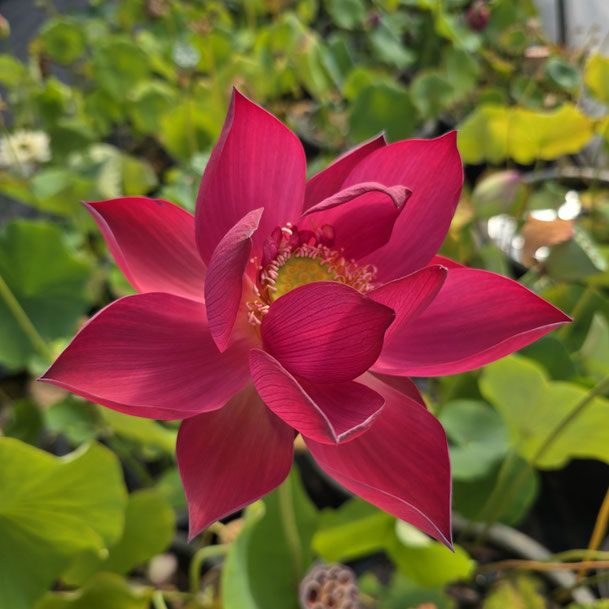 Nelumbo Chinese Red Jiaxing 中国红·嘉兴