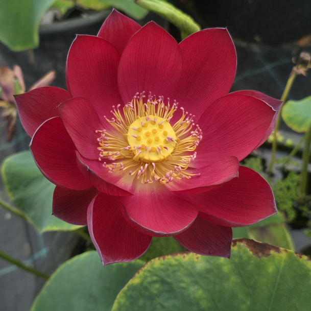 Nelumbo Ancient Capital Red Palace 古都绛房