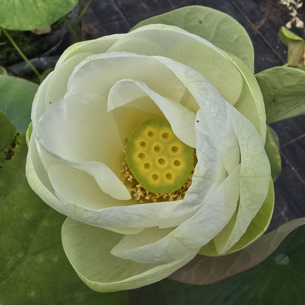 Lotos Nelumbo Shin'nyoren