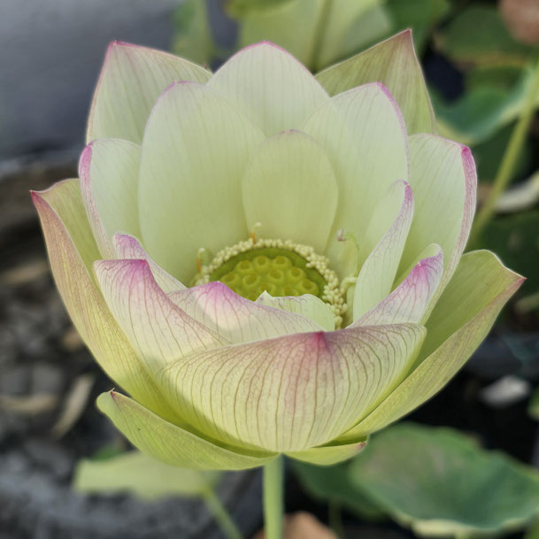Nelumbo The Yangtze River Sail 扬子江帆