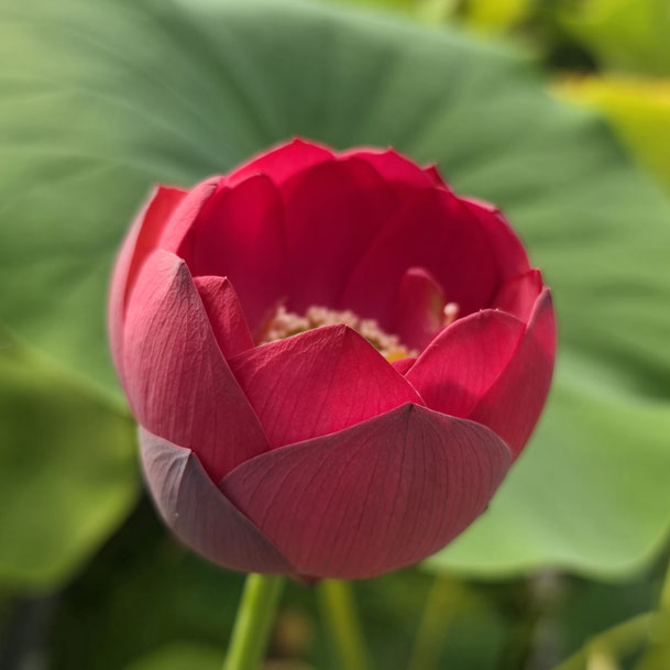 Nelumbo ZI-2017-2