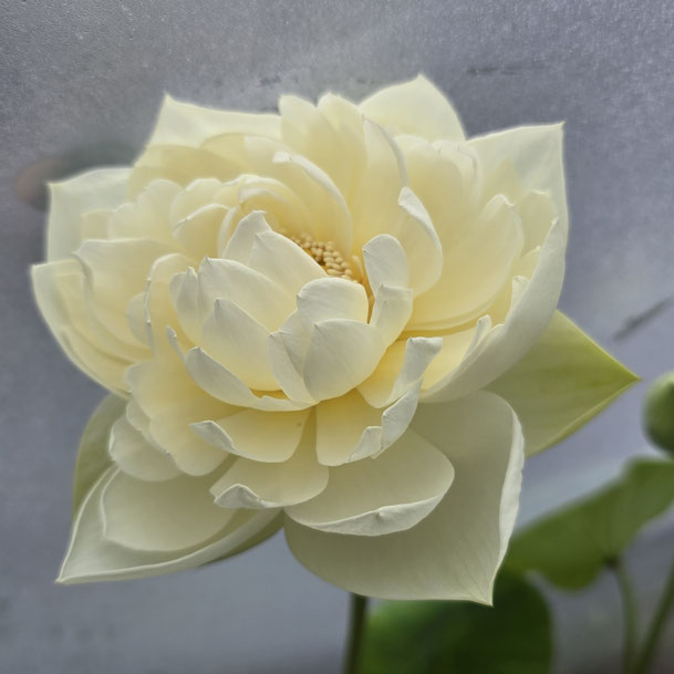Lotos Bai Mudan / White Peony