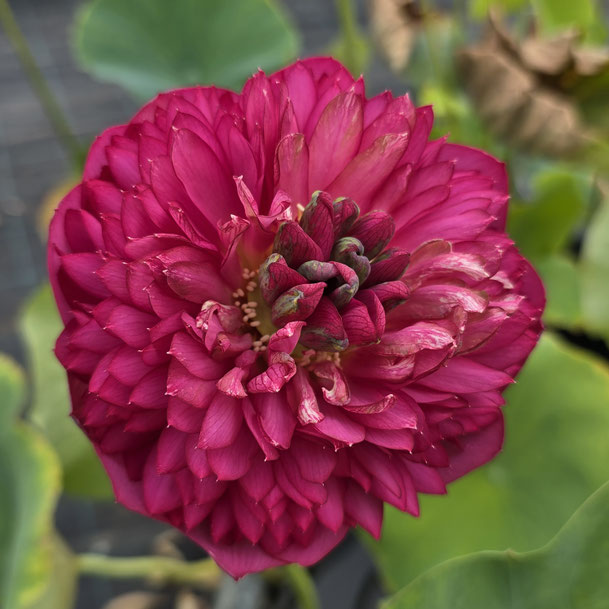 Nelumbo Zhongshan Thousand Petal Red 中山红台