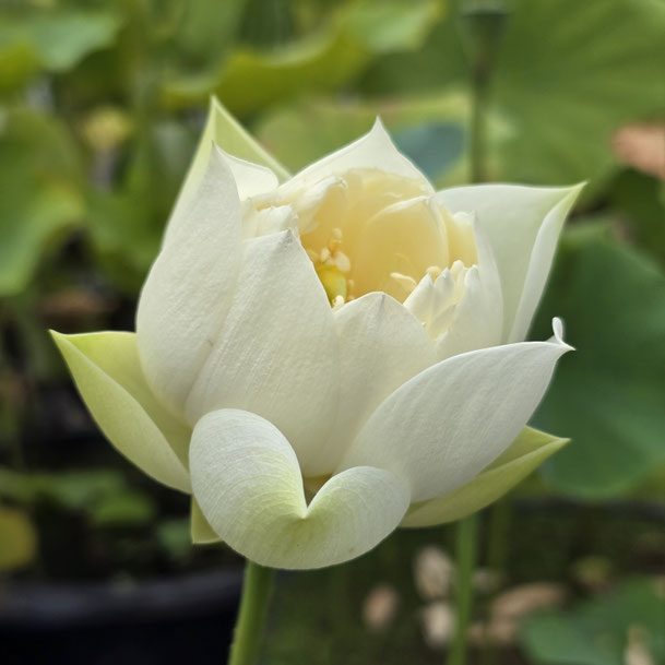 Nelumbo Huang Mudan / Yellow Peony