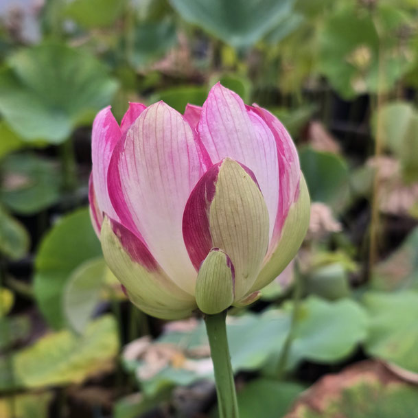 Nelumbo Joker 小丑