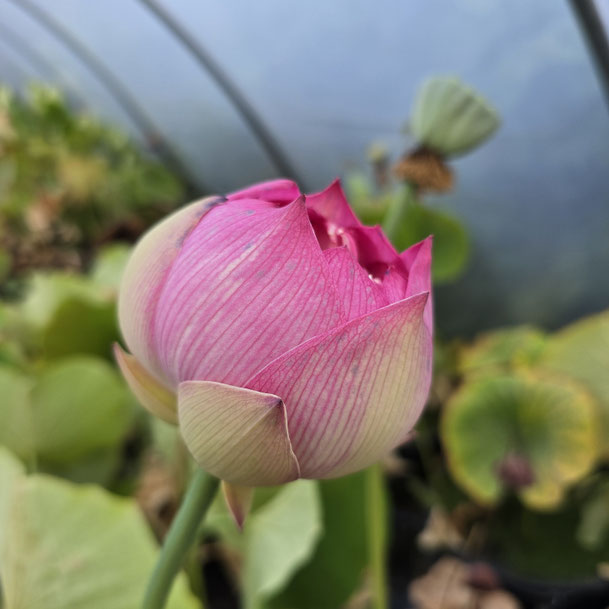 Nelumbo Pink Pearl