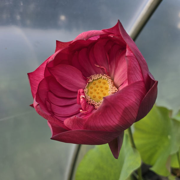 Lotos Nelumbo Guang