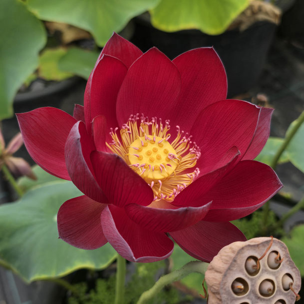 Nelumbo Ancient Capital Red Palace 古都绛房