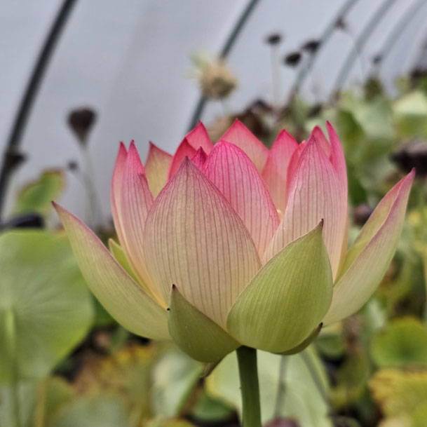 Nelumbo New Rouge 似秦淮胭脂