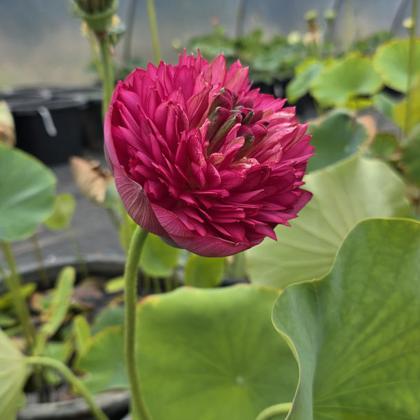 Nelumbo Zhongshan Thousand Petal Red 中山红台
