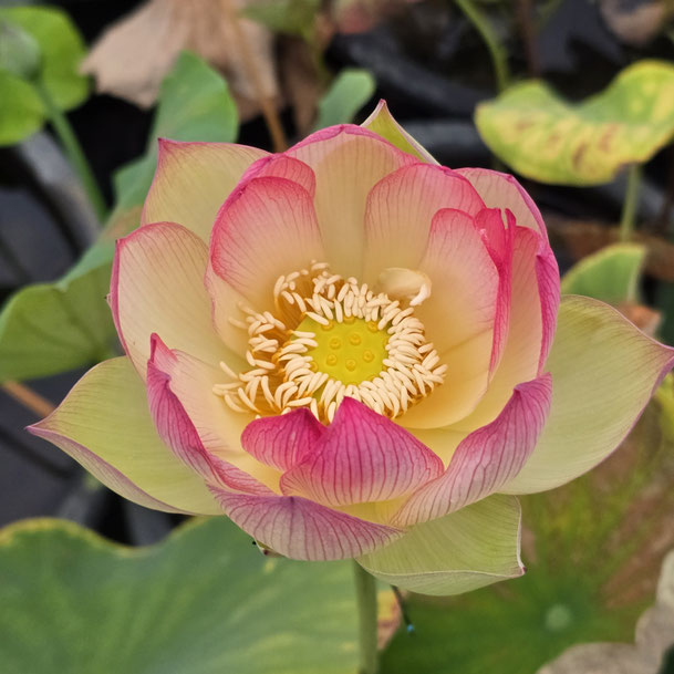 Nelumbo New Rouge 似秦淮胭脂