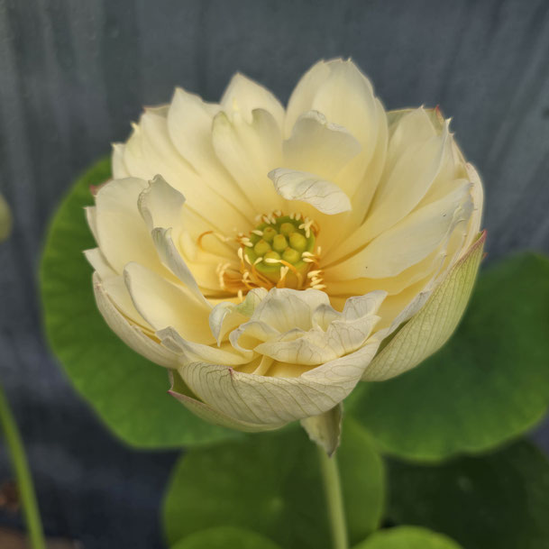 Nelumbo Nanzhao Old City  南诏故城