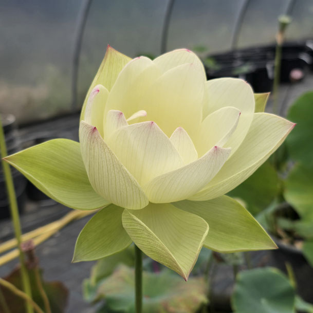 Nelumbo The Yangtze River Sail 扬子江帆