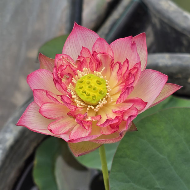 Nelumbo Mount Zhong Splendour 钟山红澜