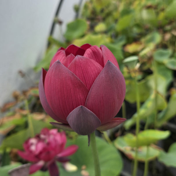 Nelumbo Torch of Nanjing 石城火把