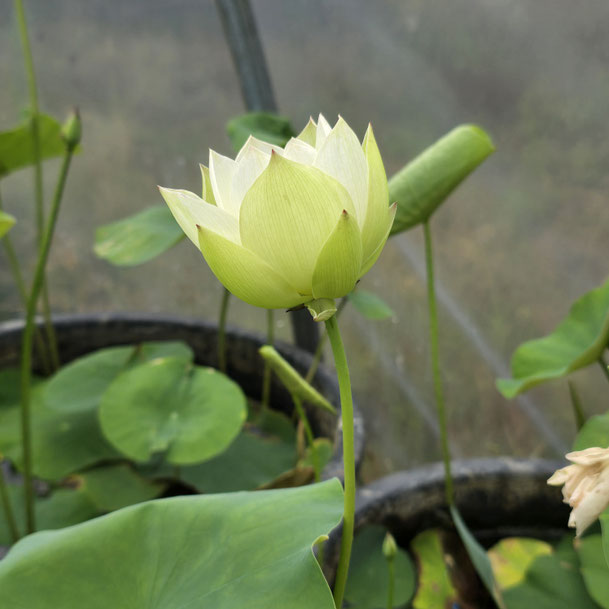 Nelumbo Empress Ehuang and Nvying 娥英