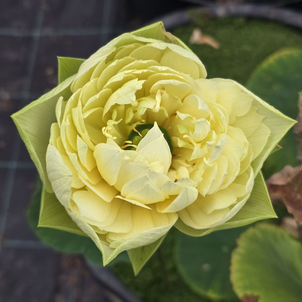 Nelumbo Golden Builder 振国黄