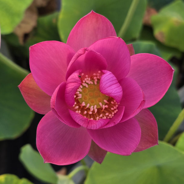 Nelumbo Red Light 18  红日18