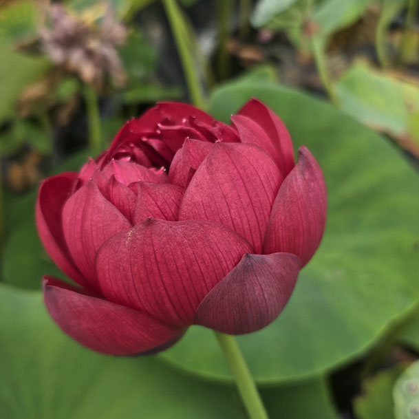 Nelumbo Plumrobe 绛罗袍