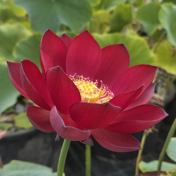 Nelumbo Ancient Capital Red Palace 古都绛房