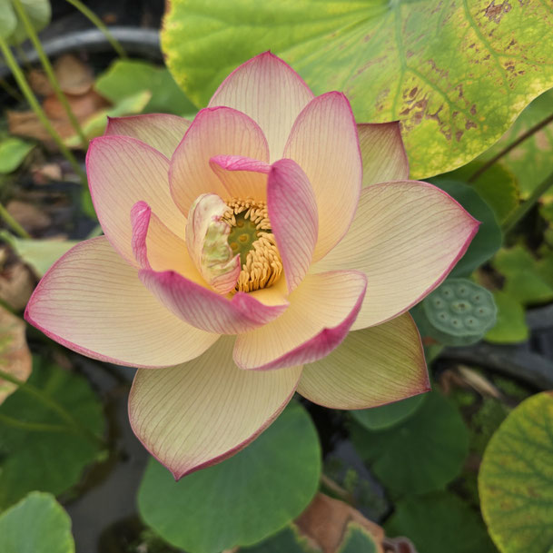 Nelumbo Piano Booklet