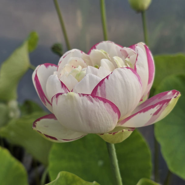 Nelumbo Da Sa-Jin