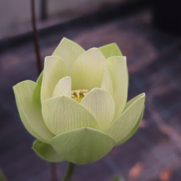 Nelumbo Green Love 绿之恋