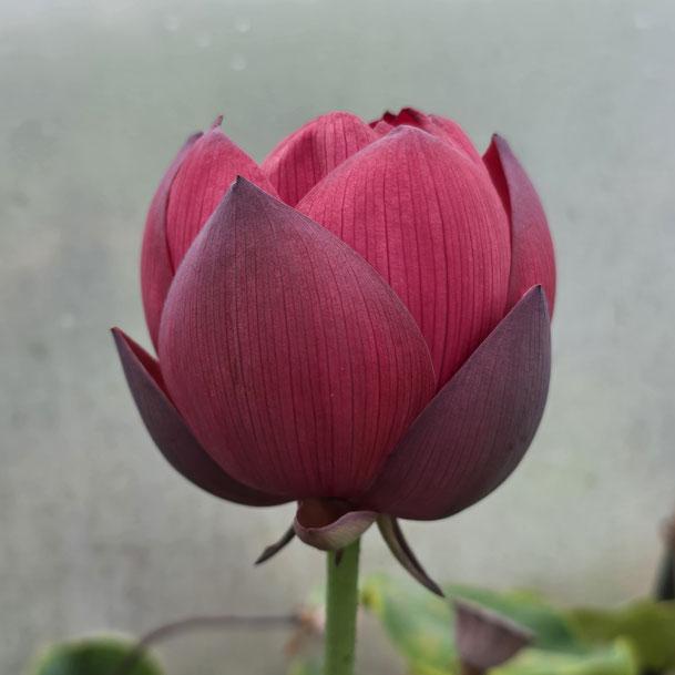 Nelumbo Torch of Nanjing 石城火把