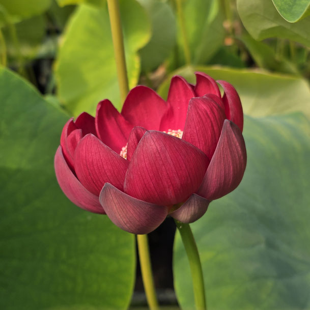 Nelumbo Flare in Heavenly Lake  瑶池火苗