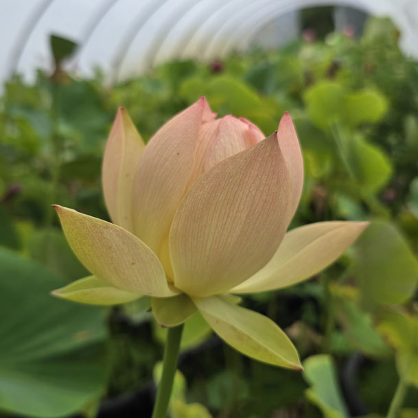 Nelumbo Golden Sunset