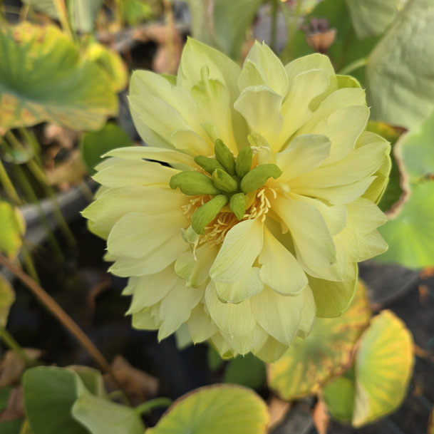Nelumbo Golden Chrysanthemum of Nanjing