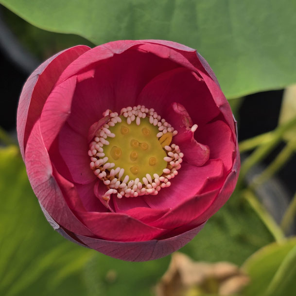 Nelumbo ZI-2017-2