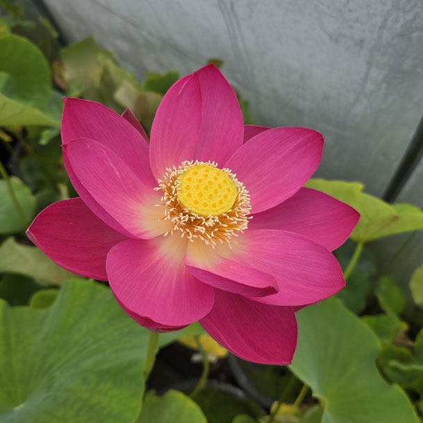 Nelumbo Alisa's Rising S-2014-J-1
