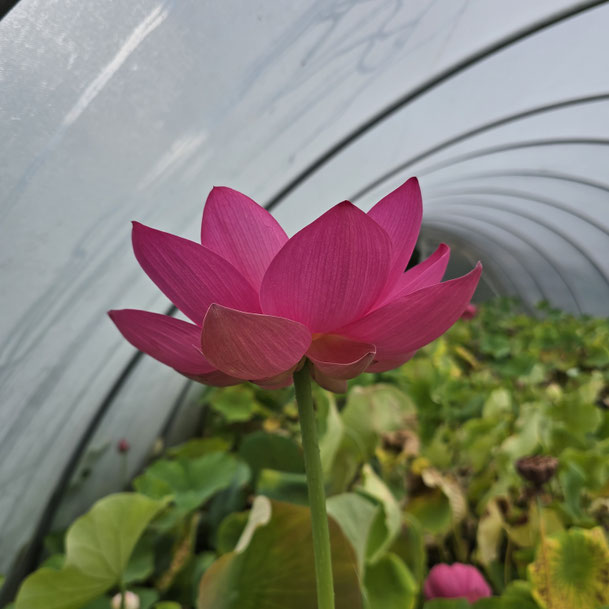Nelumbo Alisa's Rising S-2014-J-1