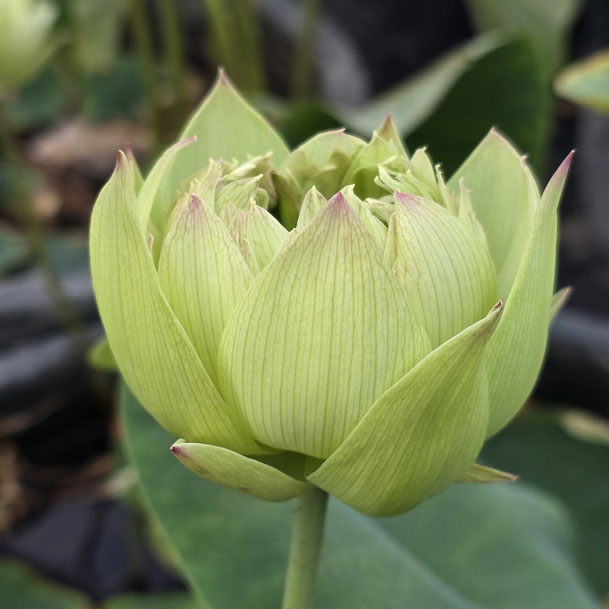 Nelumbo Qinhuai Misty Rain 秦淮烟雨